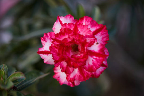 Close-up view of pink adenium flower blooming in the garden.jpg