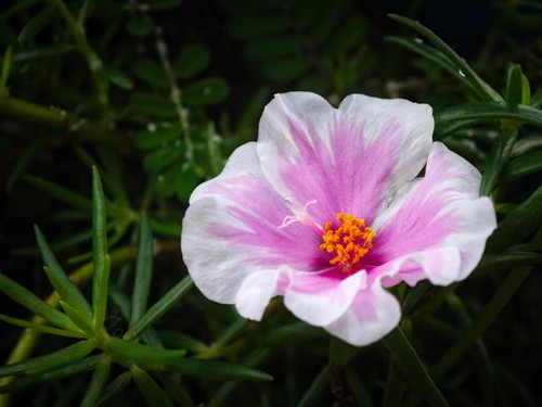A vibrant pink Mexican rose blooms in a lush garden of green foliage surrounded by other vegetation.jpg