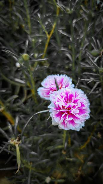 A vertical closeup shot of pink peony flowers blooming in the garden.jpg