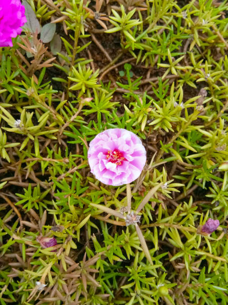 Wild Aizoaceae plant with pinkish-purple flower. The photo was taken during afternoon sunlight outdo.jpg