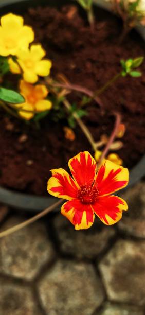 Red yellow flower.jpg