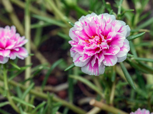 Zinia gracefully or better known by the scientific name Zinnia elegans is one of the most famous ann.jpg