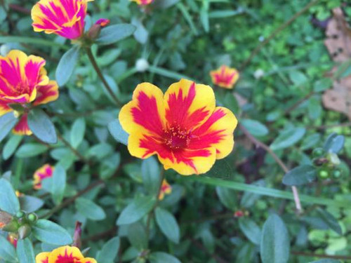 yellow and red flower close-up over leaf background..jpg