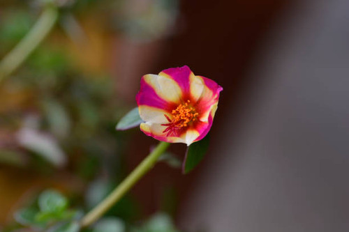 Watermelon Punch Moss Rose flower - Latin name - Portulaca Colorblast Watermelon Punch.jpg