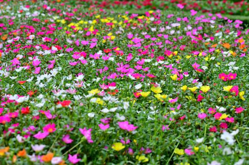 Portulaca is beautiful flower which is popular for summer flowerbed. Portulaca is especially well-su.jpg