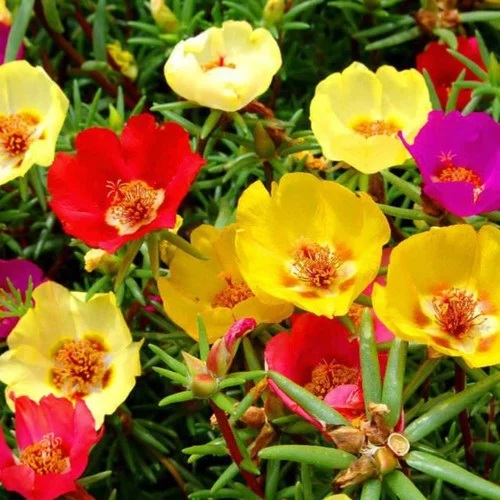 PORTULACA GRANDIFLORA SINGLE MIX.jpg