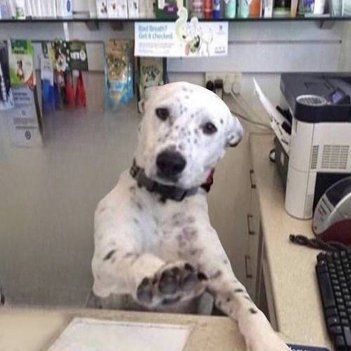 Customer Service Dog.jpg