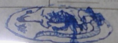 IMG 20260318 123246.jpg