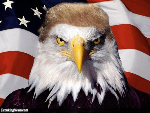 trumpeagle.jpg