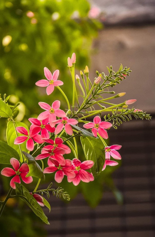 annual no yes madhumalti plant 0.jpg