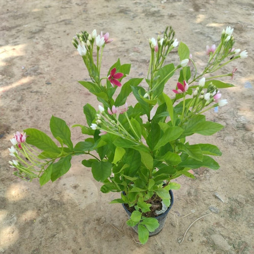 dwarf madhu malti flowering plan.jpg