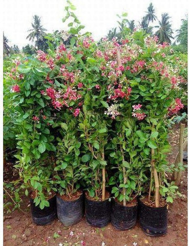 no annual yes ppf85 1 plants poi.jpg