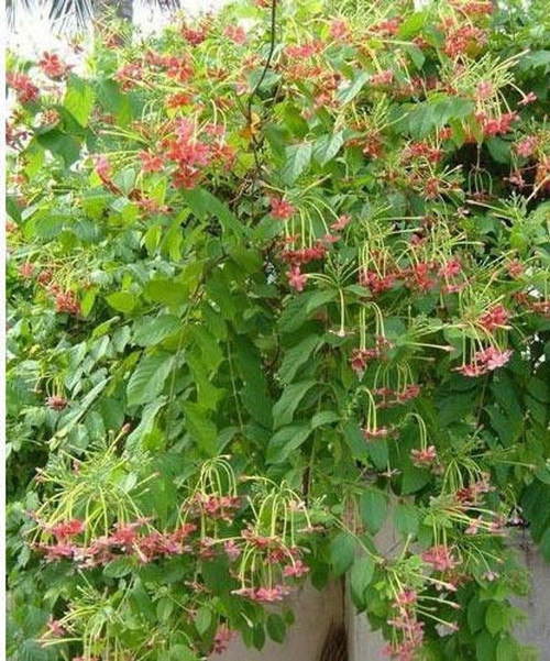 yes perennial yes dani 1 heaven.jpg