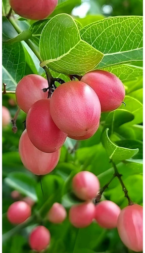 GreenCaart Live All Season Koromcha Testy Healthy Live Fruit plant For Home Garden Plant height 1 2 .jpg