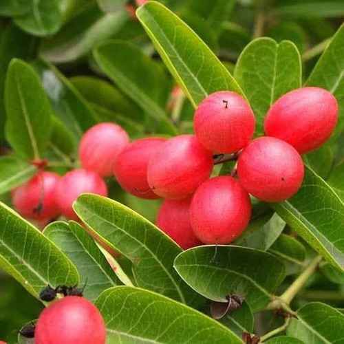 Carunda Carissa Carandas Seltene Pflanzensamen Bengalische Johannisbeere, Rot Purpur, Koromcha, Cara.jpg