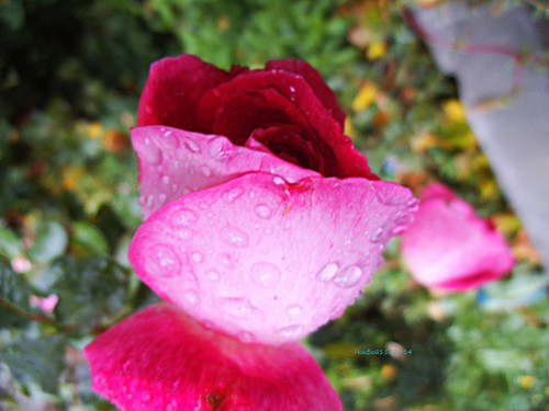 488501642 2572839426248754 1477279635601822173 n.jpg