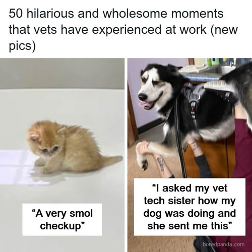 funny vet job.jpg