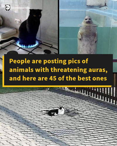 animals threatening auras.jpg