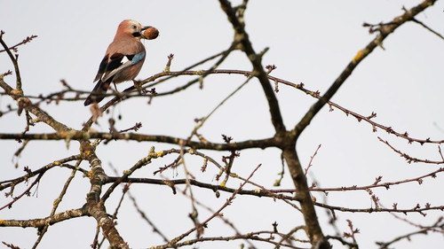 blickpunkte 5283~ v videowebl.jpg