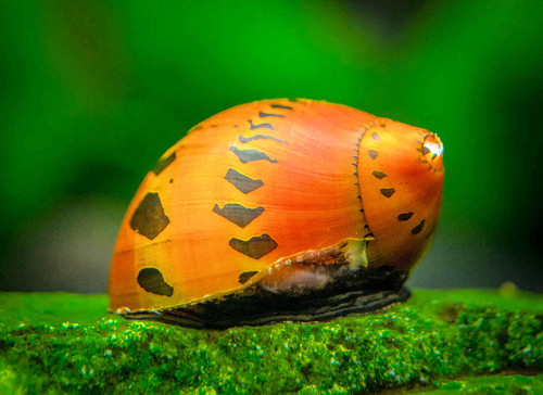 nerite tourelle neritina turrita (1).jpg