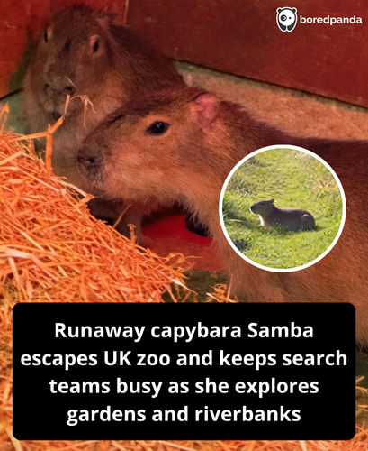 290. Escaped capybara on the run from UK zoo.png