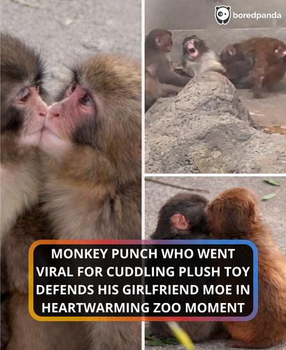 289. Viral Monkey Punch fights off another monkey to save his girlfriend.png
