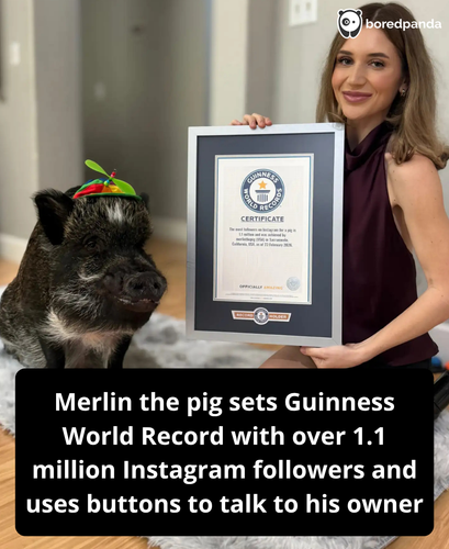 291. Meet Merlin, the ‘Talking’ Pig Who Just Earned a Guinness World Record for His Online Popularit.png
