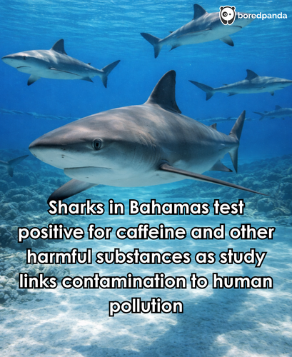 282. Sharks Test Positive for Cocaine, Caffeine, from Human Pollution.png