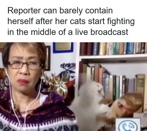 animals cats funny.jpg