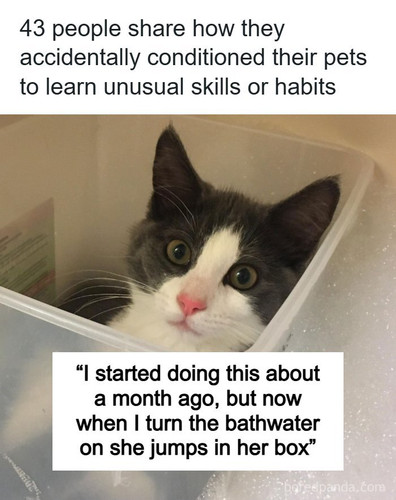 pet owner stories.jpg