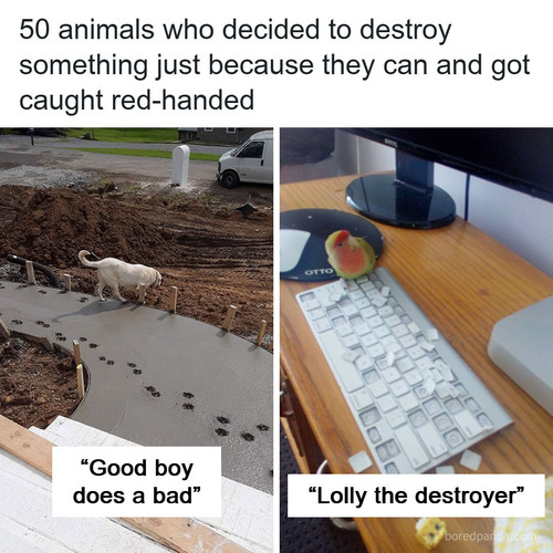 animals cats dogs funny.jpg