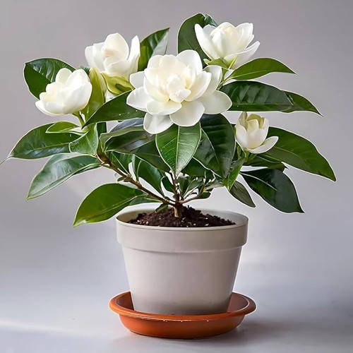 51Ha2kzP mL. AC UF1000,1000 QL80 .jpg