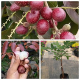 ruby longan l13 adrija plant nursery product images orvgtgymred p604068705 0 202308241439.jpg