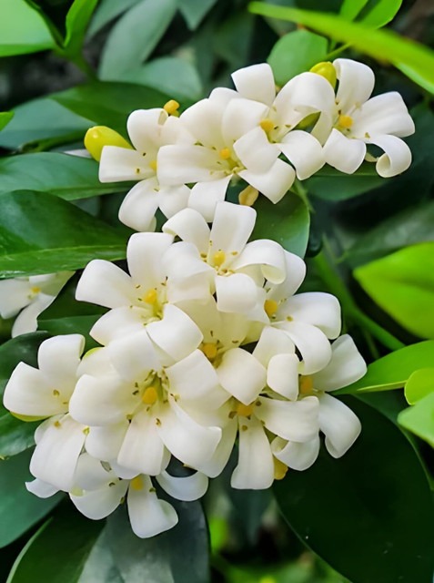 yes perennial yes madhu kamini m.jpg