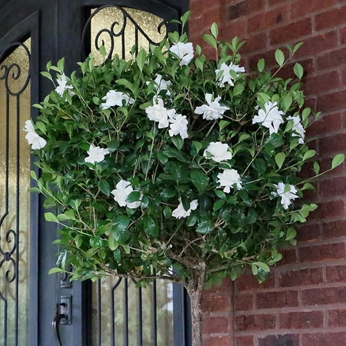 7142A0b9OgL. SX679 .jpg