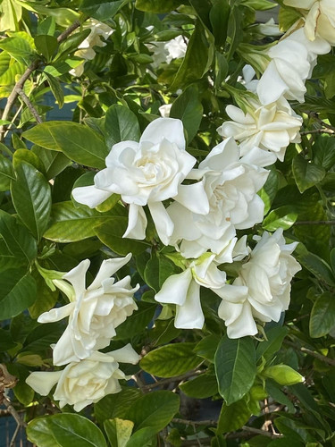 71jmKUg OUL. SL1500 .jpg