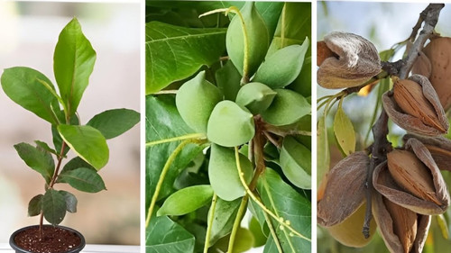 61FruIXLcRL. SL1080 .jpg