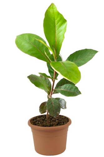 41rUN8OOg2L. SL1080 .jpg