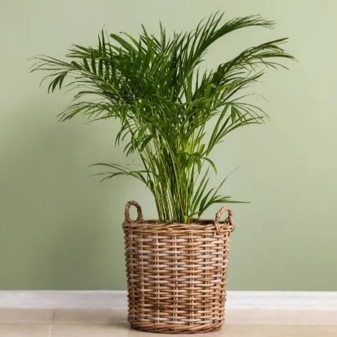 Areca Palm 2.jpg