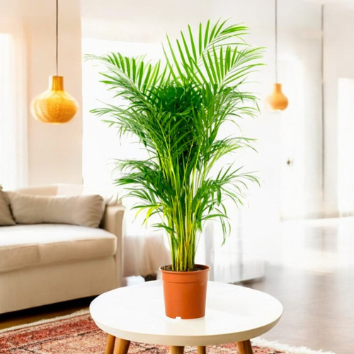 areca palm main.jpg