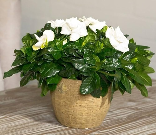 51g7Fpo9qGL. AC UF1000,1000 QL80 .jpg