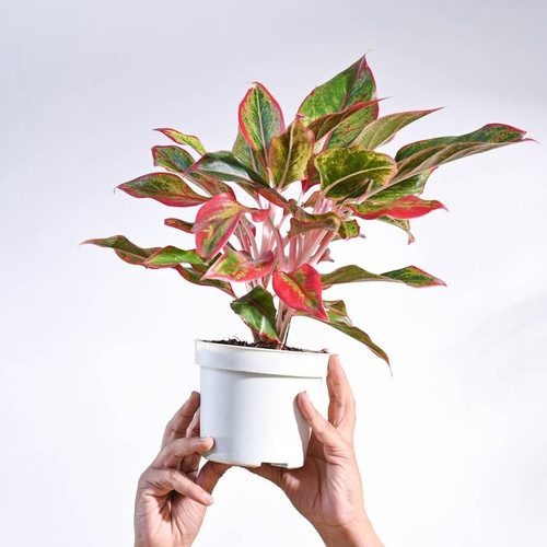 61l3rMgJneL. SL1000 .jpg