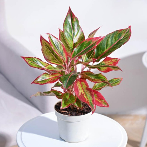 61aJNMh4GeL. SL1000 .jpg