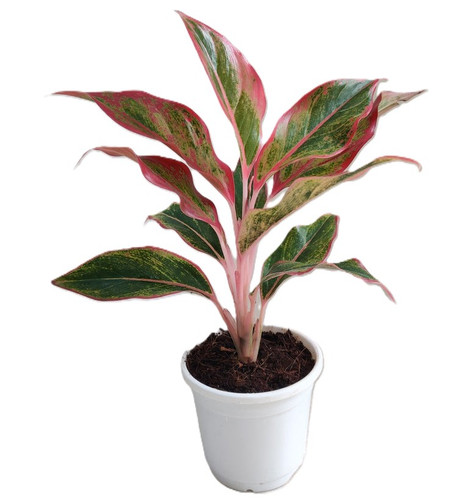 Vibrant Aglaonema Lipstick Indoo.jpg