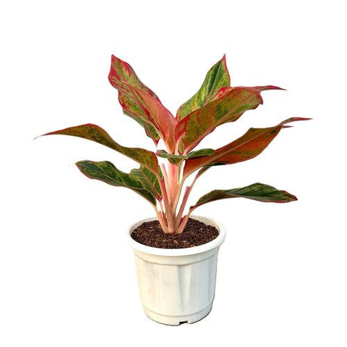 91GU4mcoj2L. SL1500 .jpg