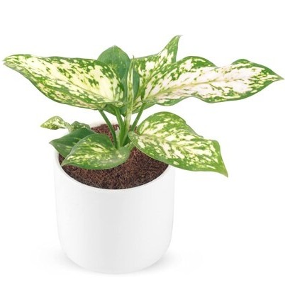 phulwa phulwaagloanema snow whit.jpg