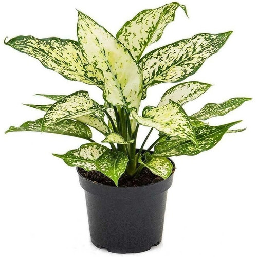 garden art multi stem aglaonema.jpg