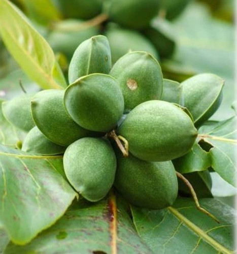 yes perennial yes almond badam plant fff78686ffff small 1 grow original imahcz28tgsgxafn.jpg