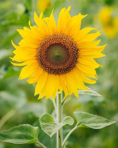 12 hybrid sunflower seeds for ga.jpg