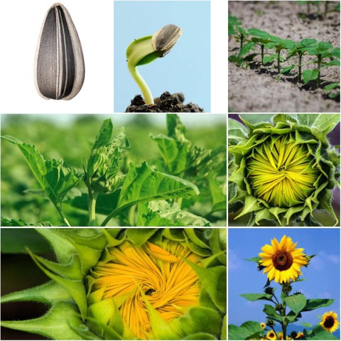 60 hybrid sunflower seeds seedx.jpg